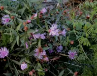 DSC02387 - 2011-11-08 - wiesenflockenblumen.webp