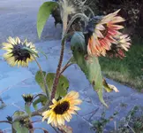 DSC02380 - 2011-11-08 - soblu.webp