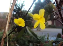 DSC02376 - 2011-11-08 - winterjasmin.webp