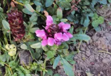 DSC02374 - 2011-11-08 - braunelle.webp