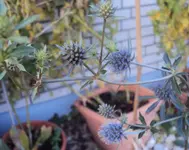 DSC02373 - 2011-11-08 - blaue edeldistel.webp