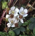 DSC02371 - 2011-11-08 - brombeeren.webp