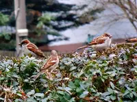 004.webp