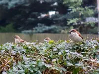 010.webp