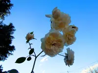 015.webp
