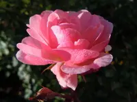 018.webp