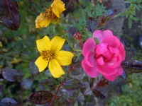012.webp