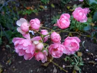 040.webp