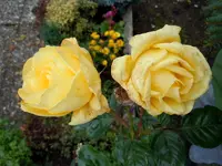 092.webp