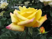 Copy of IMG_8001 v.webp