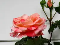 Copy of IMG_8022 v.webp