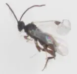 kleine fliegen i d wohnung.webp
