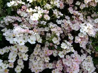 von Fuji 013.webp