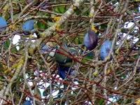 Stare144.webp