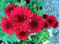 090.webp