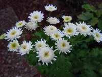 088_2.webp