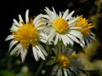 040.webp