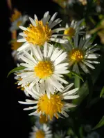 045.webp