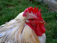 020_2.webp