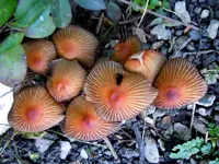 065.webp
