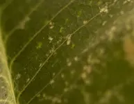 ausschnitt_blatt.webp