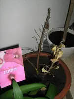 Hibiskus_IMG_3865.webp
