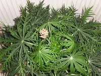 Jatropha2.webp