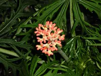 Jatropha3.webp