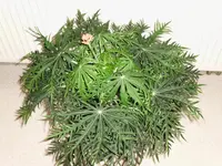 Jatropha4.webp