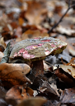 DSC_4464 angenagt.webp
