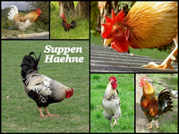tn_Suppenhaehne....webp
