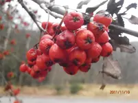 PB100235.webp