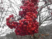 PB100234.webp