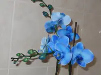IMG_0342.webp