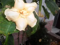 SAM_0555.webp