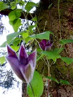 Clematis055.webp