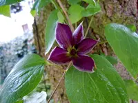 Clematis052.webp