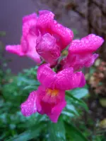 Löwenmäulchen065.webp