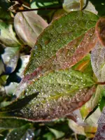 Herbstlaub066.webp