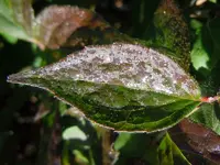 Herbstlaub063.webp
