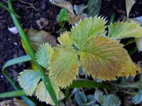 Herbstlaub132.webp