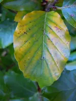 Herbstlaub142.webp
