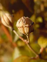 001.webp