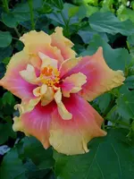 Hibi_Acadian_Jewel.webp