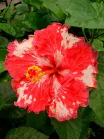 Hibi_Alexis_Star.webp