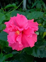 Hibi_Ashley_Jordan.webp