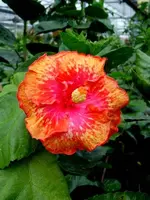 Hibi_Audrey.webp