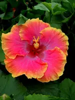 Hibi_Bienvenue.webp