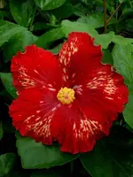 Hibi_Black_Knight.webp