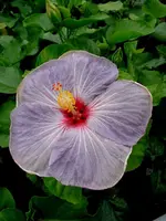 Hibi_Feeling_Blue.webp
